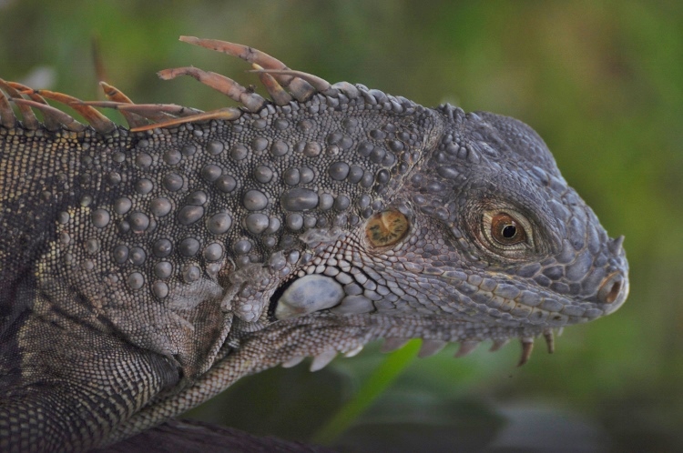 iguana face closeup